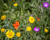Cookham Wildflowers-15