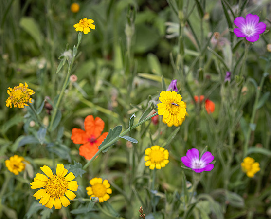 Cookham Wildflowers-15