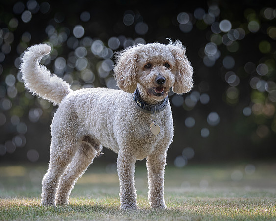 Dogs August 2024-7