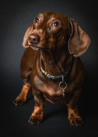 Dachshund-66