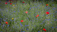 Wildflower Selection-12