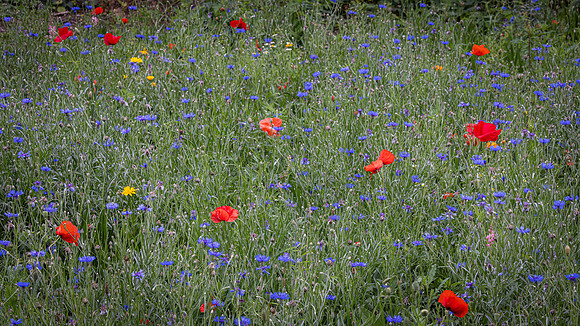 Wildflower Selection-12