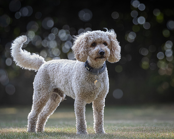 Dogs August 2024-8