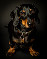 Dachshund-5