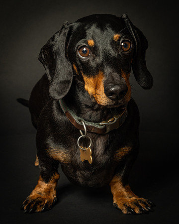 Dachshund-5