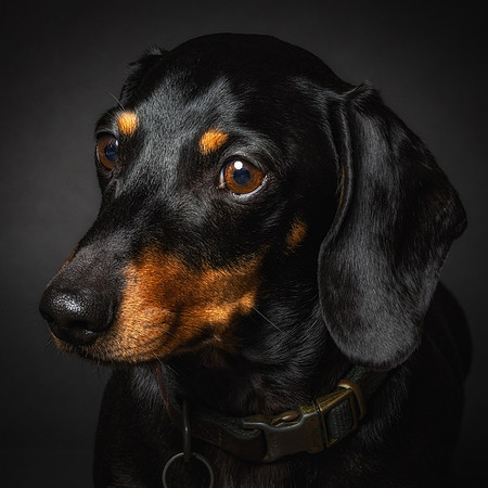 Dachshund-42
