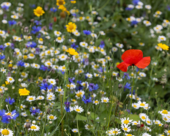 Wildflower Selection-7