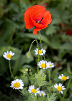 Wildflowers-2
