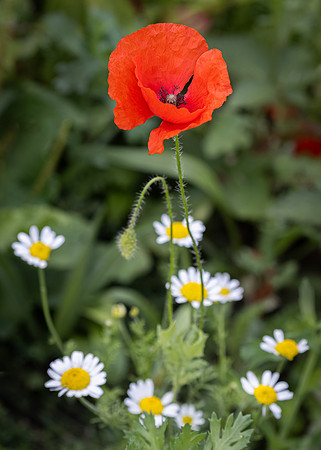 Wildflowers-2