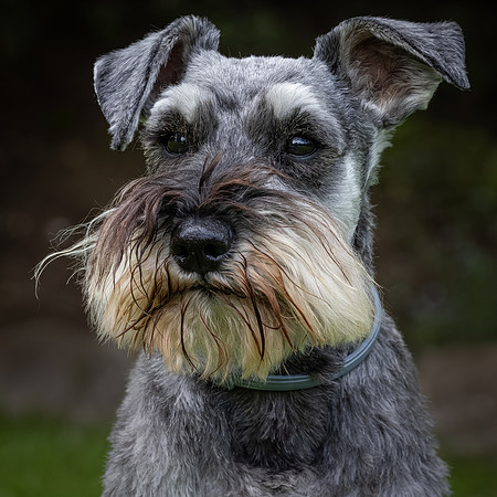 Tina's Dogs-17