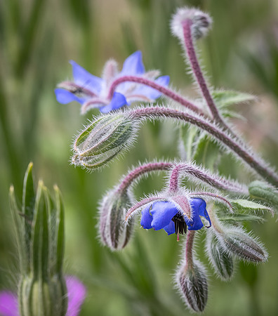 Cookham Wildflowers-26
