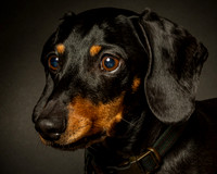 Dachshund-13