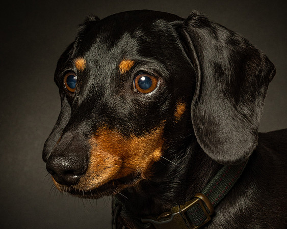 Dachshund-13