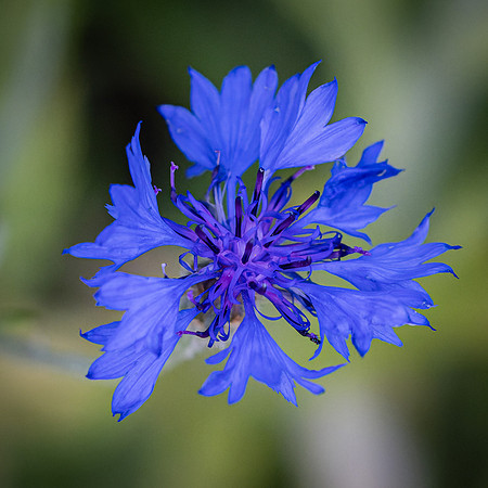 Wildflowers-34