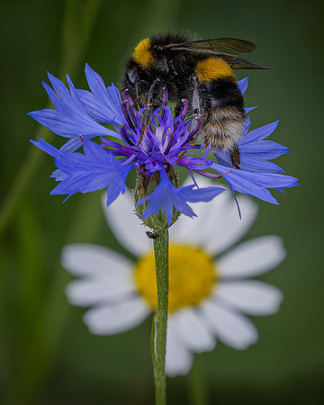 Wildflower Selection-6