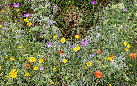 Cookham Wildflowers-12