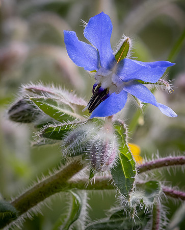 Cookham Wildflowers-54