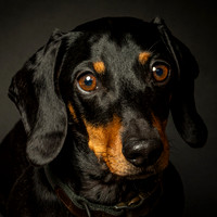 Dachshund-6