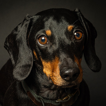 Dachshund-6