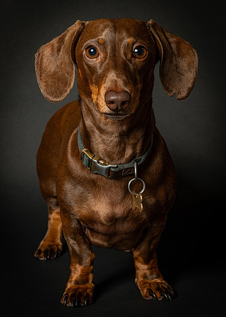 Dachshund-26