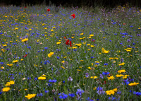 Wildflower Selection-10