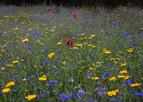 Wildflower Selection-10