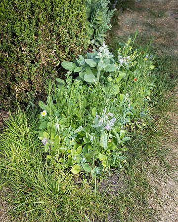 Wildflowers-27