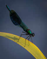 Insect-3