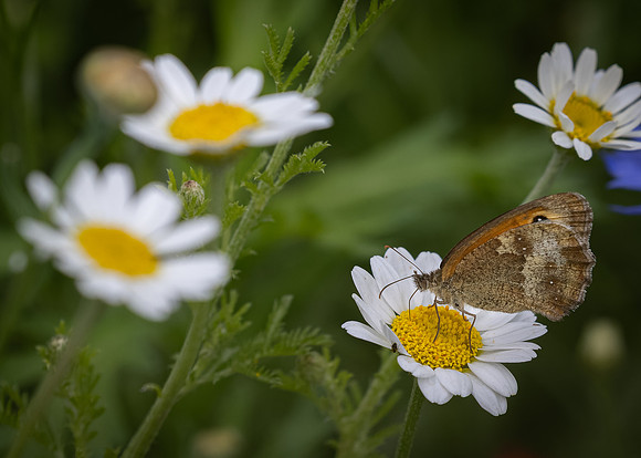 Golf Course Wildflowers-21