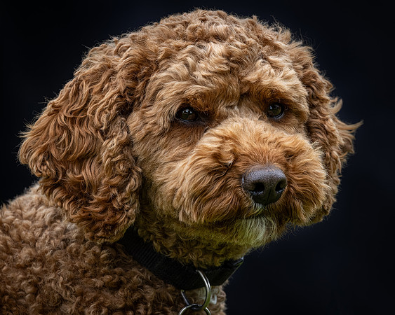 Tina's Dogs-43