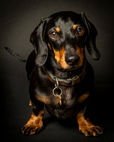 Dachshund-7