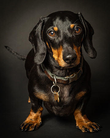 Dachshund-7