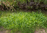 Cookham Wildflowers-8