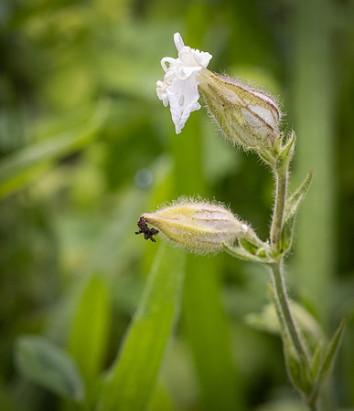 Cookham Wildflowers-38