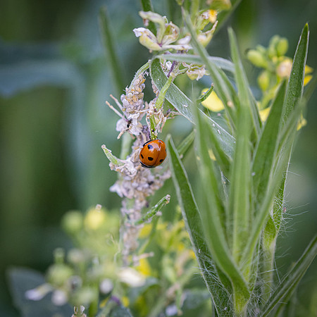 Wildflowers-33