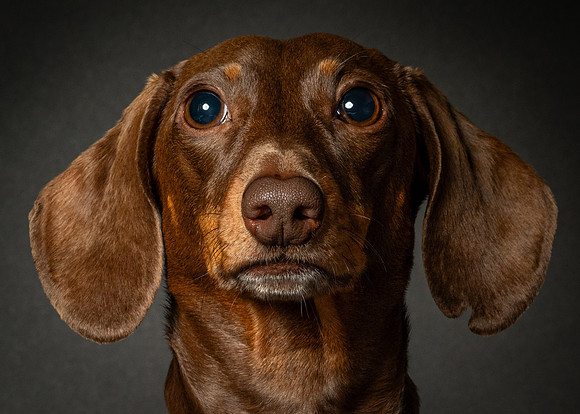 Dachshund-31