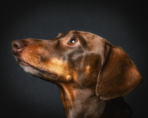 Dachshund-60