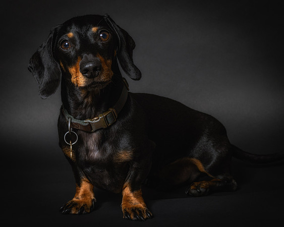 Dachshund-57