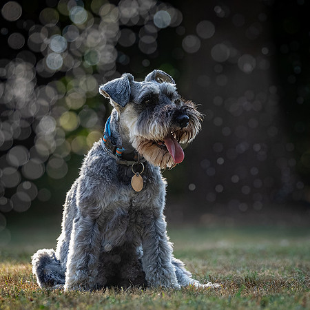 Dogs August 2024-41