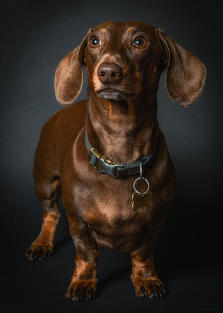 Dachshund-79
