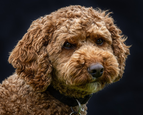 Tina's Dogs-42