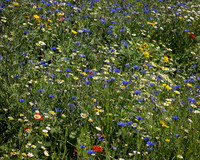 Golf Course Wildflowers-14