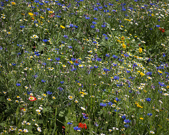 Golf Course Wildflowers-14