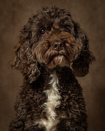 Frankie-2