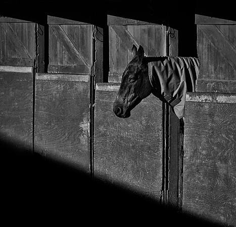 Polo Club-124