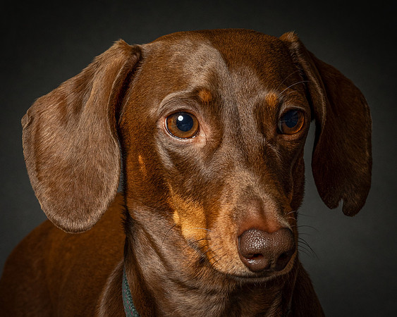 Dachshund-39