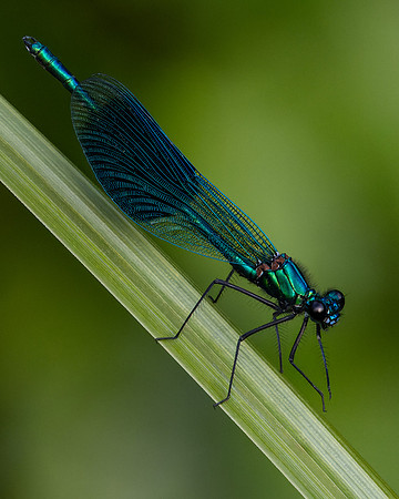 Insect-6