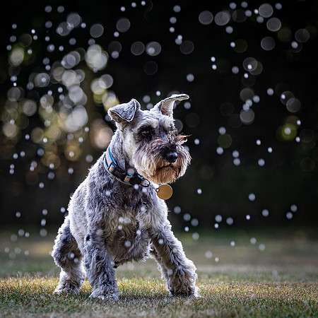 Dogs August 2024-1