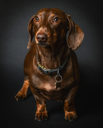 Dachshund-59