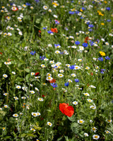Golf Course Wildflowers-13